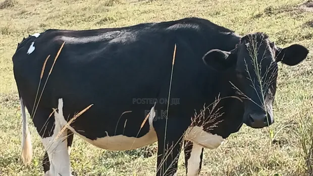 Incalf Heifer - Friesian Type - 1