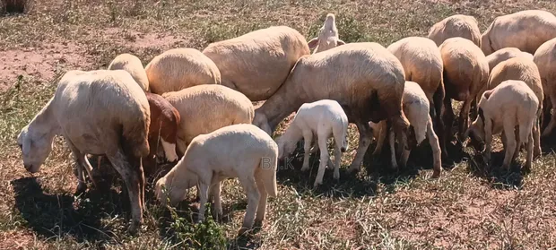 Flock of Sheep - 1 Ram, 25 Ewes, 4 Lambs - 1