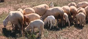 Flock of Sheep - 1 Ram, 25 Ewes, 4 Lambs