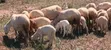 Flock of Sheep - 1 Ram, 25 Ewes, 4 Lambs - 1