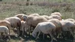 Flock of Sheep - 1 Ram, 25 Ewes, 4 Lambs - 2