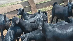 Five 7-Month-Old Breeding Nannies