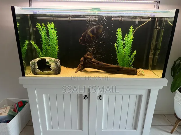 Crystal Clear White Aquarium - 160L - 1