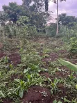 Plot of Land for Sale in Kalagala, Nakasaja - Kayunga Road - 4