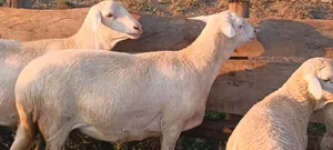 Mature Ewe - 14 Months Old