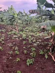 Plot of Land for Sale in Kalagala, Nakasaja - 5