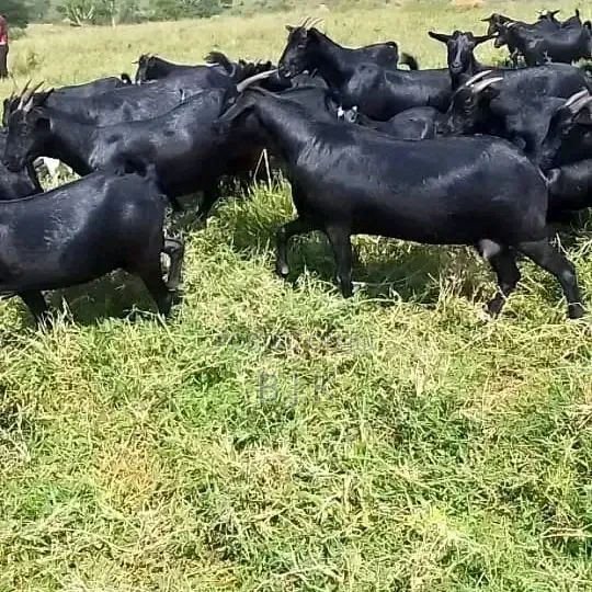 5 Mubende Goat Breed Females (18 Months Old) - 1
