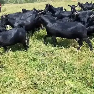5 Mubende Goat Breed Females (18 Months Old)