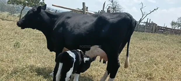 Friesian Cross Cow - 30 Liters/Day - 1