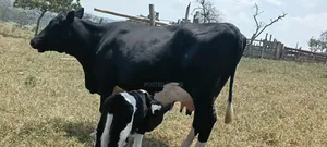 Friesian Cross Cow - 30 Liters/Day