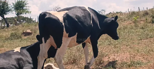 Friesian Incalf Cow - 5 Months Pregnant - 1