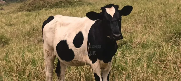 Weaned Heifer - Friesian Type - 1