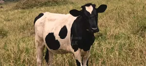 Weaned Heifer - Friesian Type
