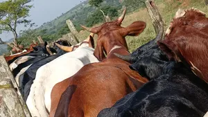 Castrates Available (250kg, 280kg, 300kg)