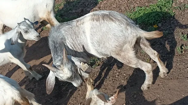 Savannah Cross Goat - 75% Blood - 1