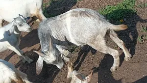 Savannah Cross Goat - 75% Blood