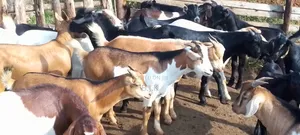 Goat Castrates - One Year Old