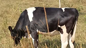 Friesian Incalf Heifer (87.5% Blood)