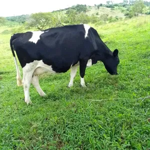 Milking Cow - Friesian Type