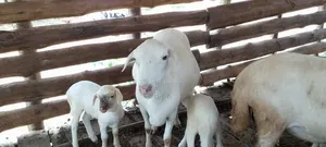 White Suffolk Ewe with Two Lambs
