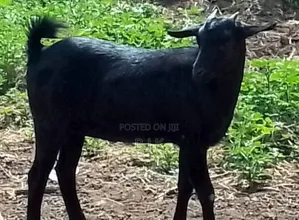 Mubende Goat Nanny, 6 Months Old