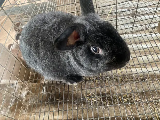 Chinchilla Rabbit - 1