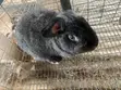 Chinchilla Rabbit - 1