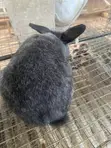 Chinchilla Rabbit - 2