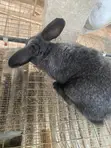 Chinchilla Rabbit - 3