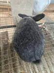 Chinchilla Rabbit - 4