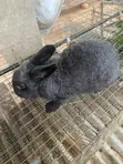 Chinchilla Rabbit - 5