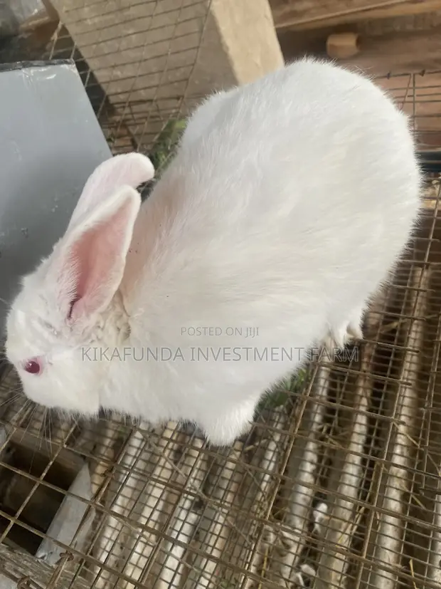 New Zealand White Rabbits (2) - 1