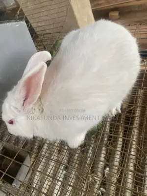 New Zealand White Rabbits (2)