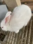 New Zealand White Rabbits (2) - 1