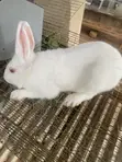 New Zealand White Rabbits (2) - 2