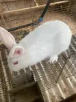 New Zealand White Rabbits (2) - 3