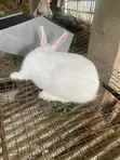 New Zealand White Rabbits (2) - 4