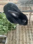 Dutch Buck Rabbits - 1
