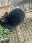 Dutch Buck Rabbits - 2