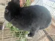 Dutch Buck Rabbits - 3