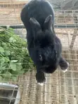 Dutch Buck Rabbits - 4