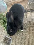 Dutch Buck Rabbits - 5