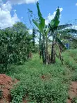 0.56 Acre Titled Land with Unfinished 4-Bedroom House in Zirobwe - 2