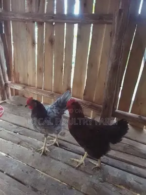 Local Indigenous Chickens (Roosters)