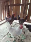 Local Indigenous Chickens (Roosters) - 2