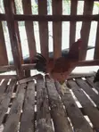 Local Indigenous Chickens (Roosters) - 3