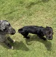 Male Mixed Breed Bernese Mountain Dog Puppy - 1