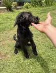 Male Mixed Breed Bernese Mountain Dog Puppy - 2