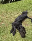 Male Mixed Breed Bernese Mountain Dog Puppy - 3