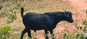 Mubende Goat Male for Breeding - 9 Months Old